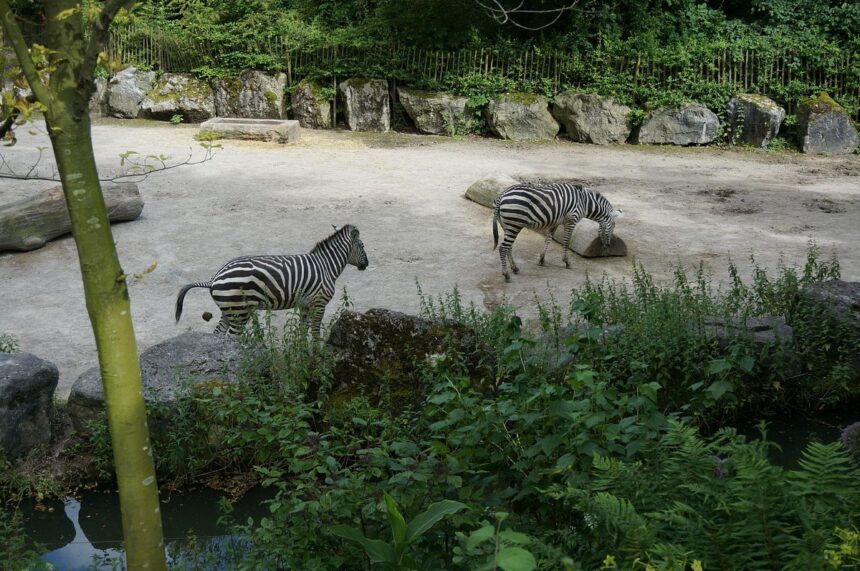 Zoo Lille Horaire & Informations sur le parc animalier